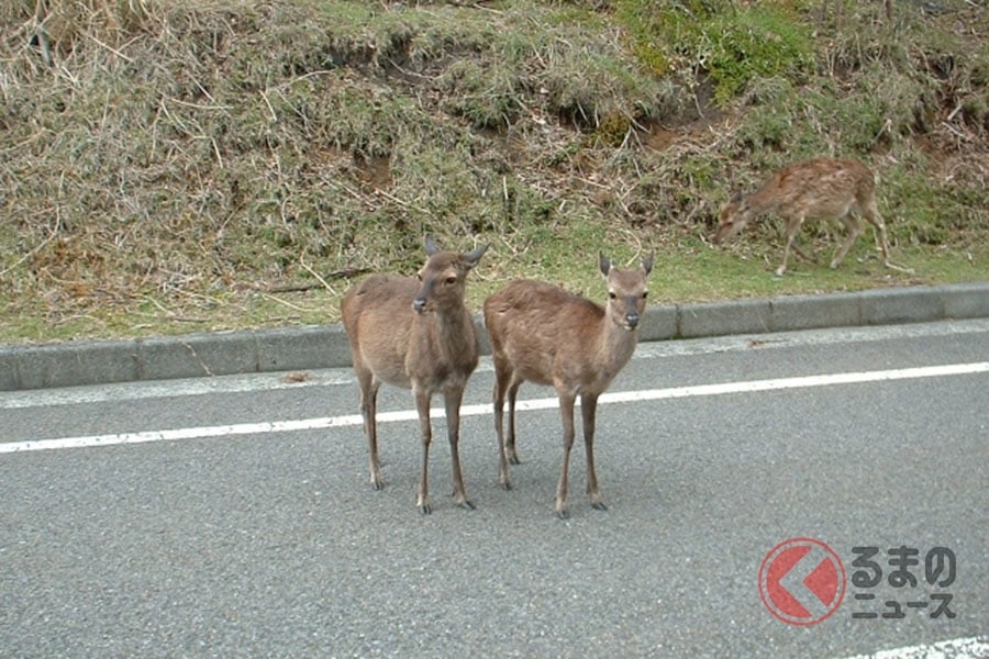 道路を行き来する野生動物のイメージ