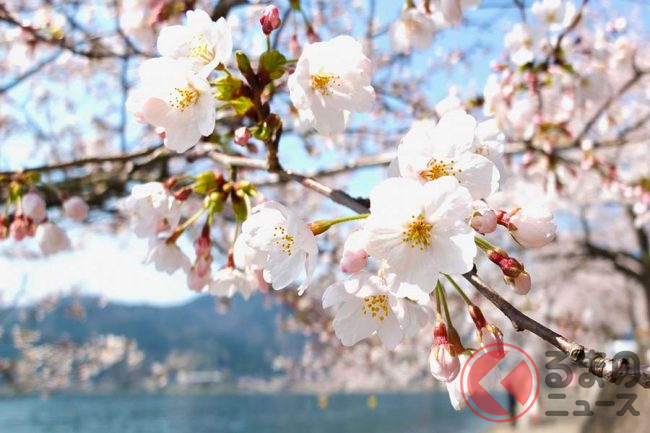 新型コロナウイルス蔓延でお花見自粛 車窓から楽しめる桜並木の絶景スポット5選 くるまのニュース 2