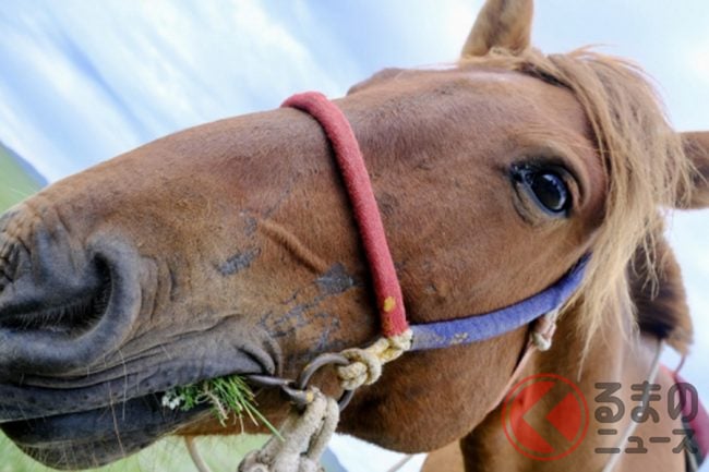 馬で通勤してみたい 道路を走ると違反になる くるまのニュース 馬で通勤してみたい 道路を走ると違反になる くるまのニュース