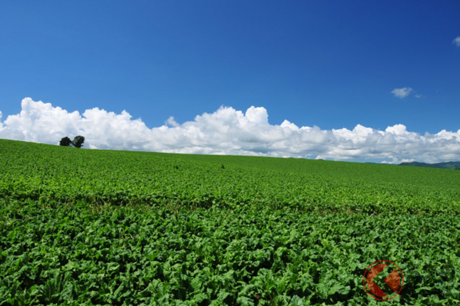 「Go To Travelキャンペーン」を利用して、旅行に行くイメージ