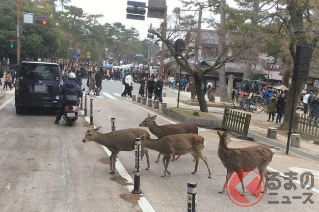 なぜ奈良ではシカは神聖な生き物 年間100件も交通事故に遭遇 独自の交通ルールとは くるまのニュース