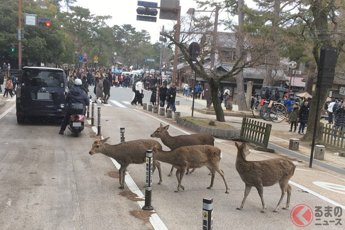 なぜ奈良ではシカは神聖な生き物 年間100件も交通事故に遭遇 独自の交通ルールとは くるまのニュース 2