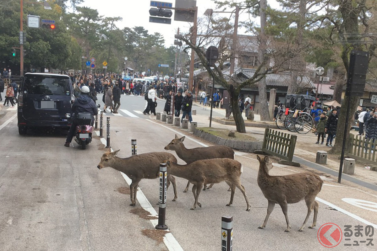 道路を自由に横断するシカ様。 その様子に誰もが注目してしまう！