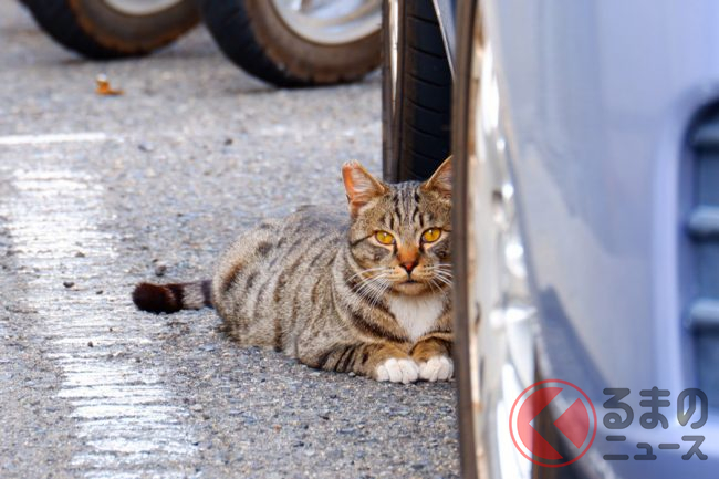 猫バンバンは叩きすぎると逆効果 車のエンジンルームに入った猫の対策とは くるまのニュース