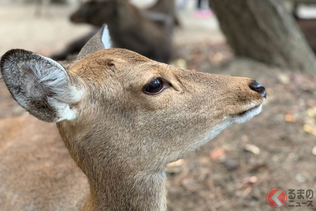 地元では神聖な動物とされるシカ。その安全を守るためにはどのような対策が取られているのでしょうか。
