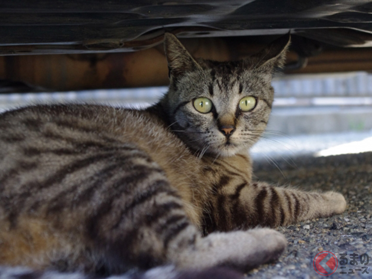 猫バンバン だけじゃダメ Jafが呼びかけ 猫が車に入り込んだことによるトラブル の救援要請件数は1か月で22件 くるまのニュース