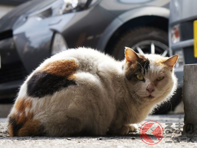 猫バンバン だけじゃダメ Jafが呼びかけ 猫が車に入り込んだことによるトラブル の救援要請件数は1か月で22件 くるまのニュース