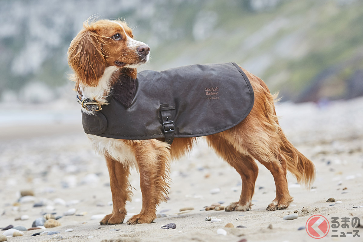 愛犬を雨や風から守ってくれるワックスジャケット