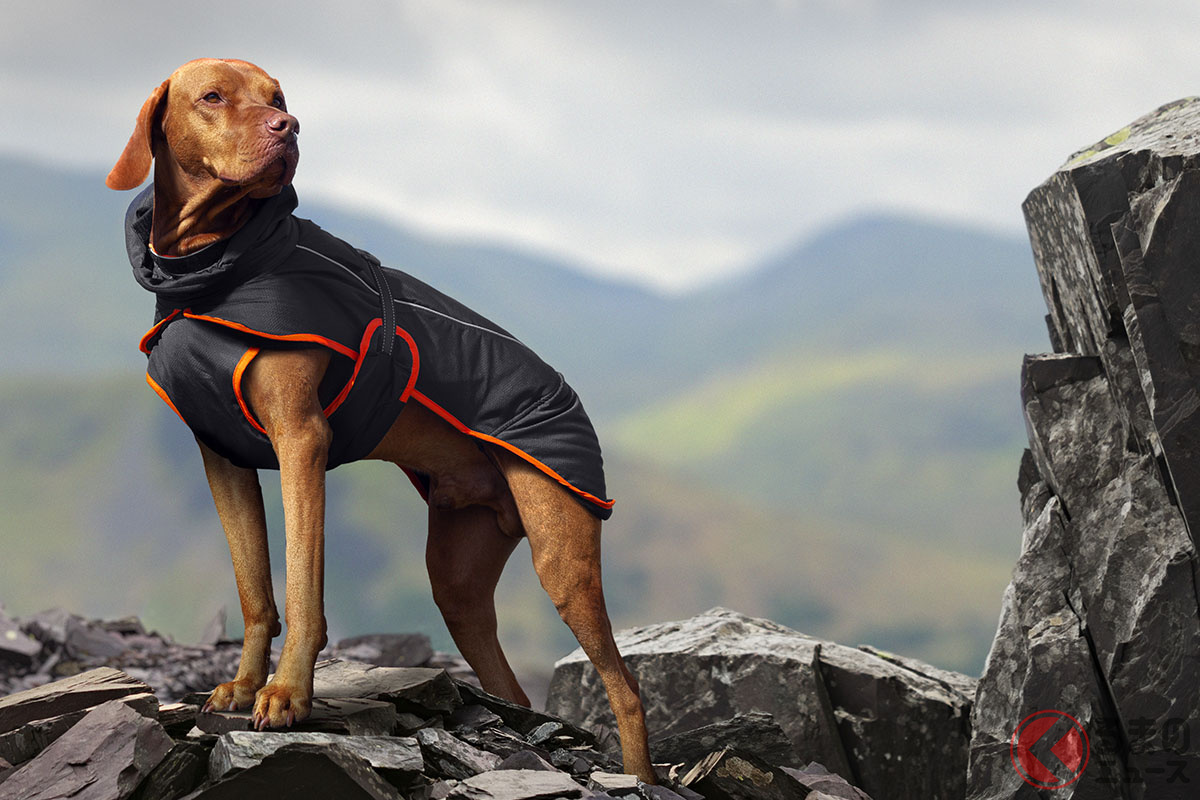 アウターは防水処理されておりインナーはフリース地なので、雨や寒さから愛犬を守ってくれるブリザードコート