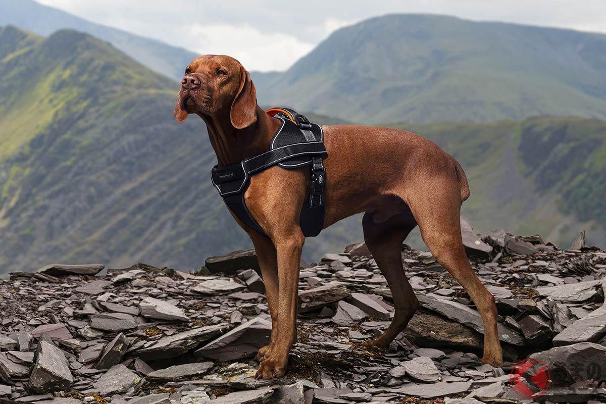 愛犬のために開発された次世代ハーネス