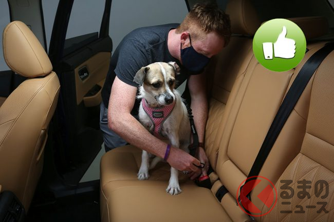 ペットを車内で野放しにするのは危険 犬を安全にクルマに乗せる方法とは くるまのニュース ペットを車内で野放しにするのは危険 犬を安全にクルマに乗せる方法とは くるまのニュース