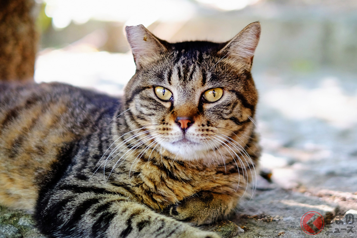 猫が交通事故に遭いやすい理由とは?