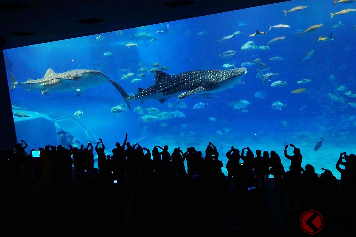 沖縄県本部町にある観光名所「美ら海水族館」。那覇空港からレンタカーで2時間だ