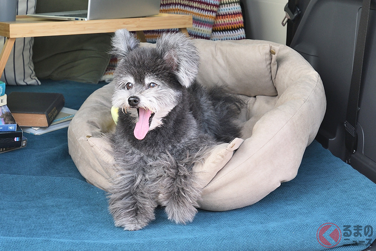 トヨタCMで話題な「シエンタ犬」CM出演の意外な背景とは?