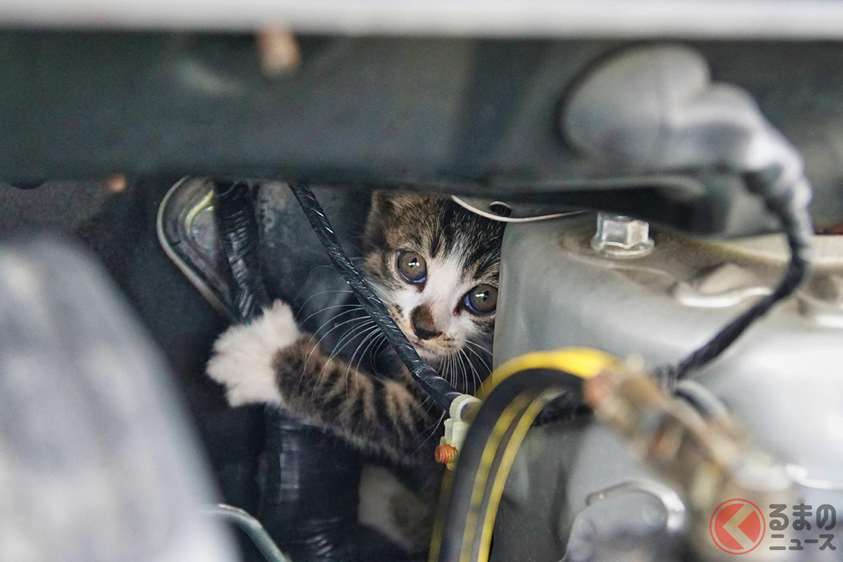エンジンルーム内に入り込んだ子猫 このような事象に対して「猫バンバン」が有効