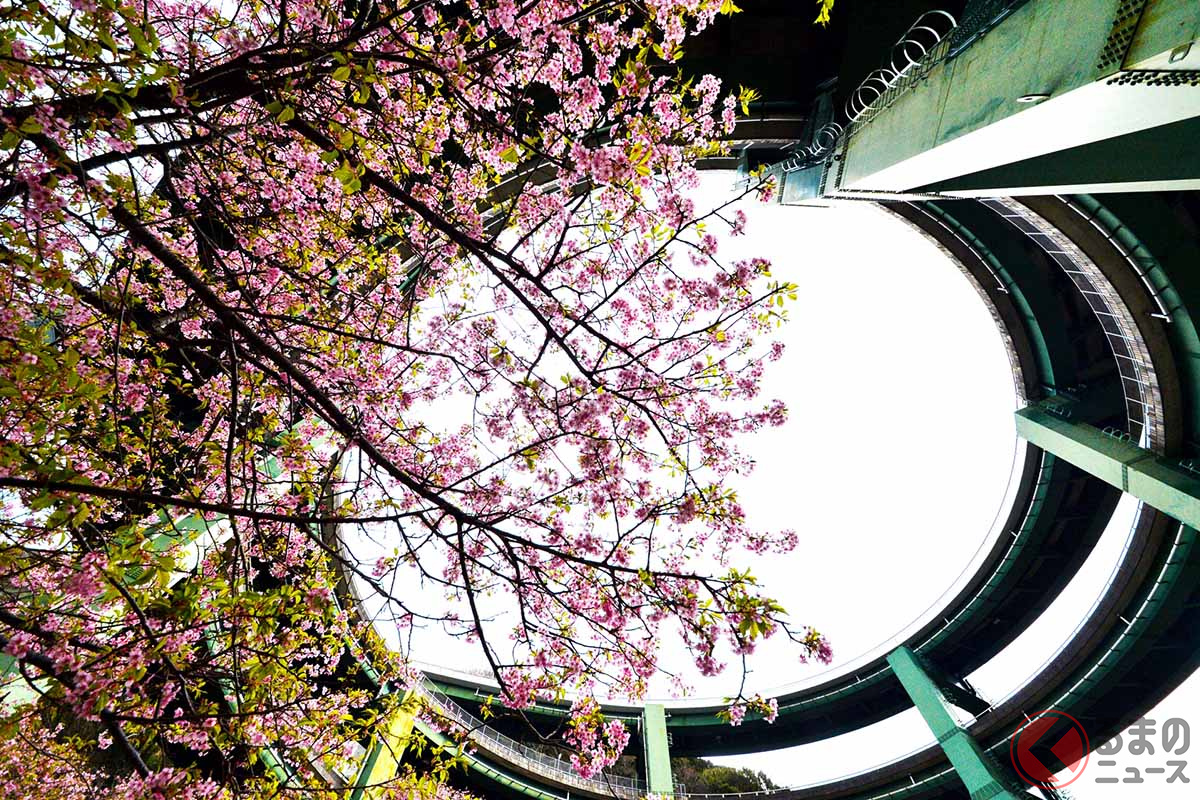 国道414号の河津七滝ループ橋と河津桜(画像:写真AC)