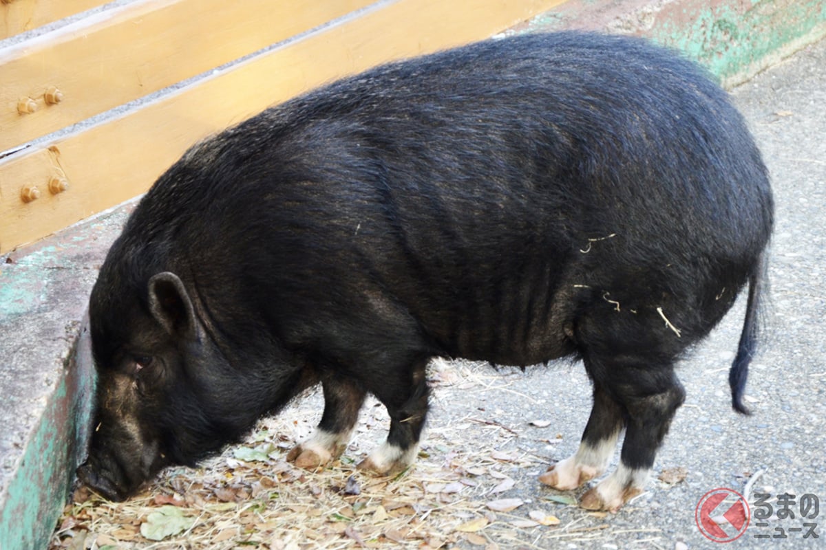 動けないブタを道路上で見かけたらどう対処すべき?(画像はイメージです)
