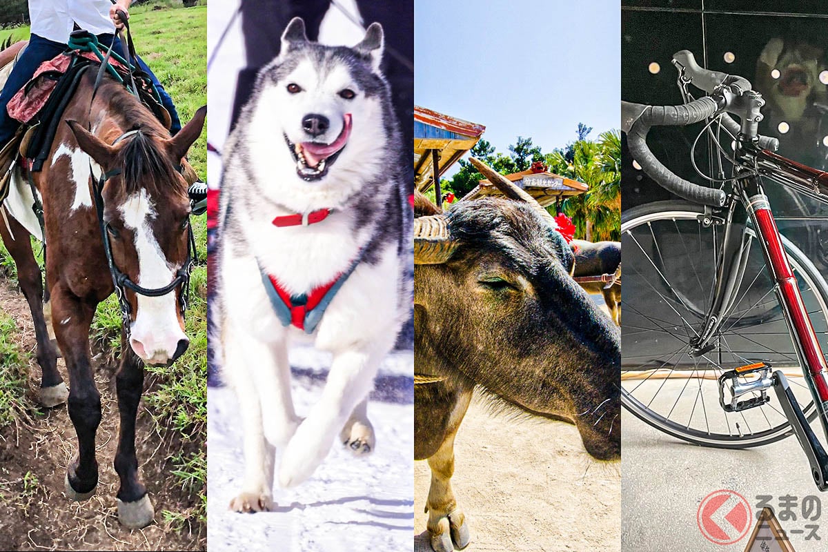 馬、犬ぞり、牛車、自転車は軽車両に該当する