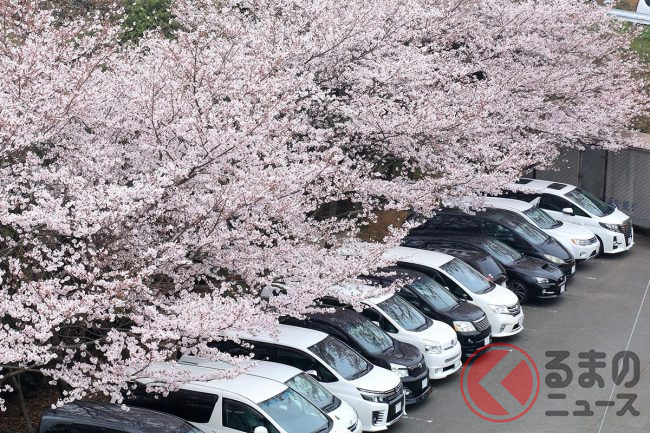 キレイな桜の花びらがクルマには天敵 雨の日はとくに注意 早めに除去すべき理由とは くるまのニュース