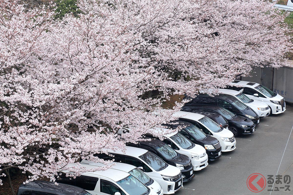 キレイな桜の花びらがクルマには天敵 雨の日はとくに注意 早めに除去すべき理由とは くるまのニュース キレイな桜の花びらがクルマには天敵 雨の日はとくに注意 早めに除去すべき理由とは くるまのニュース