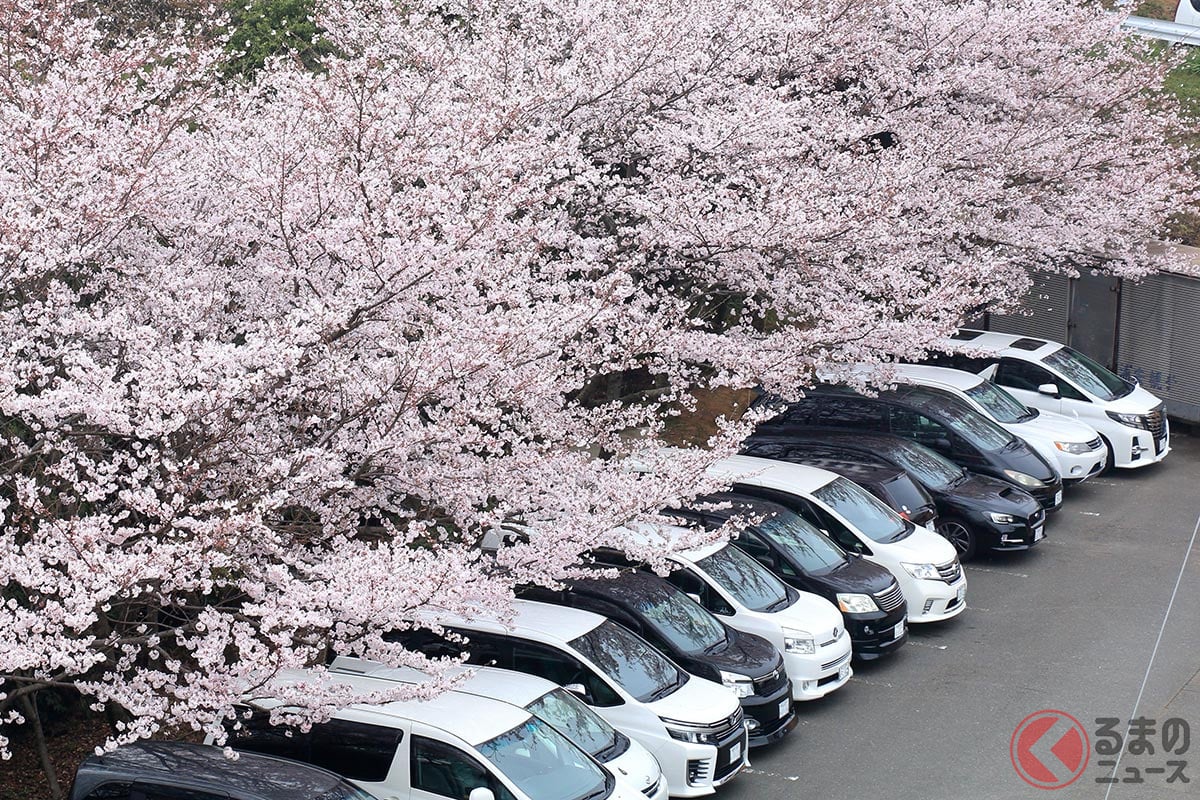 桜の花びらにはクルマに良くない成分が含まれている