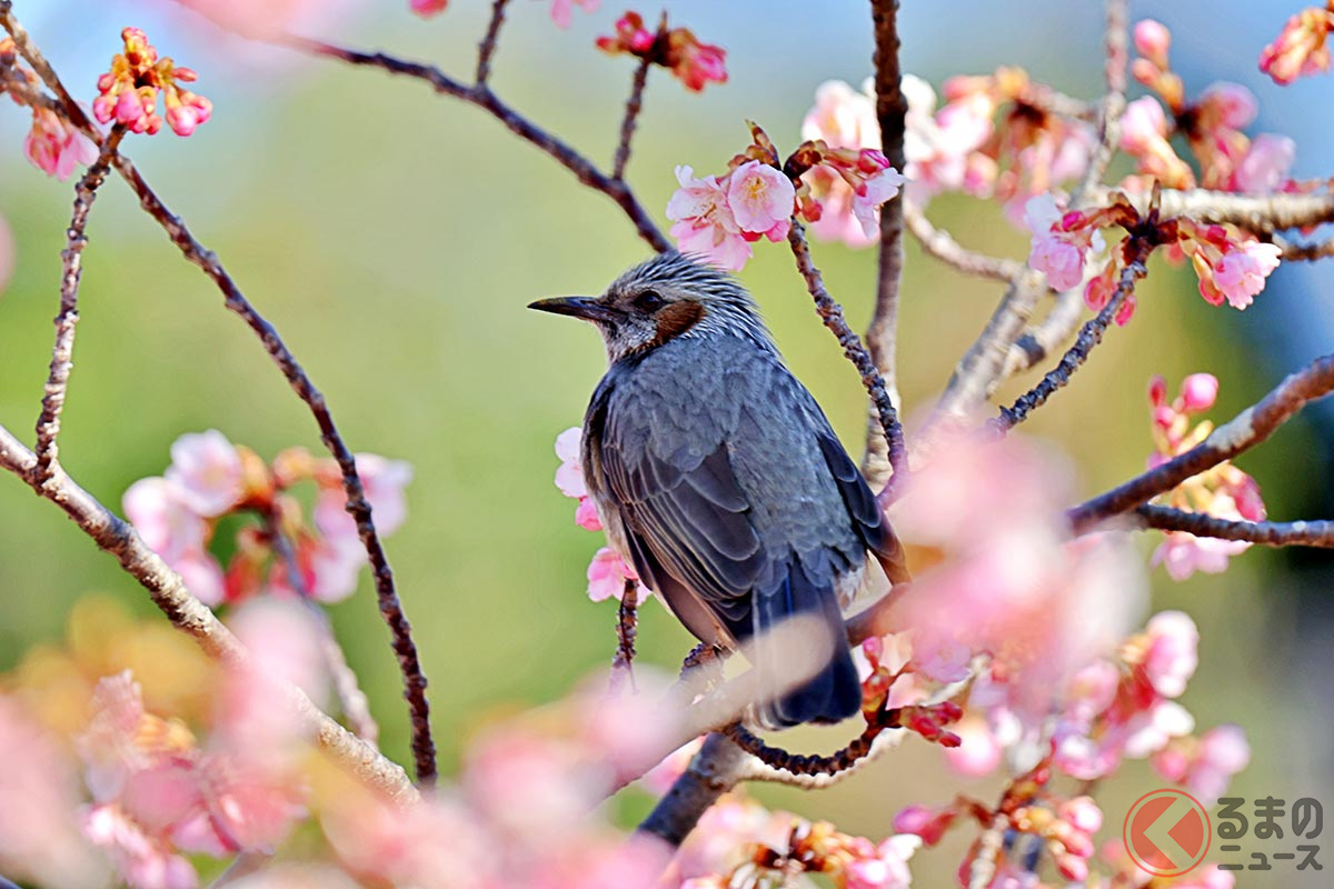 クルマにとって鳥のフンも厄介な存在