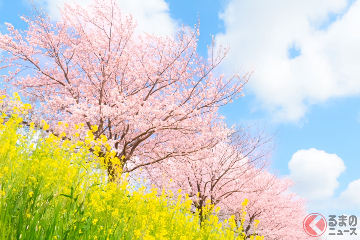 お花見に行きたい！ 春の景色を象徴する「桜（サクラ）」［画像はイメージです］