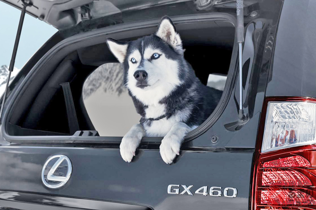 ペット同乗可能なところも多いが一度確認を(画像はイメージです)