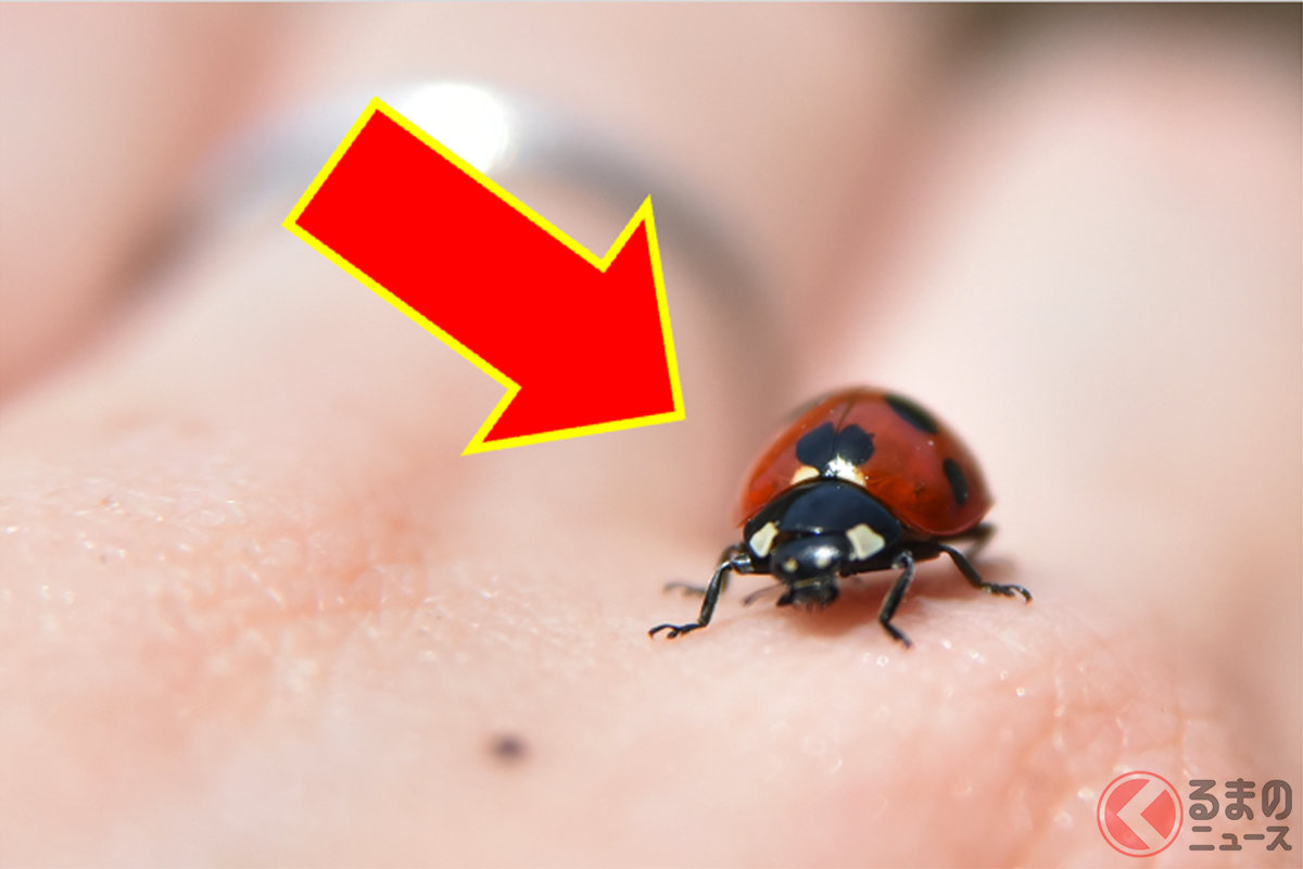 ムシだああああああ! どうすればいい?