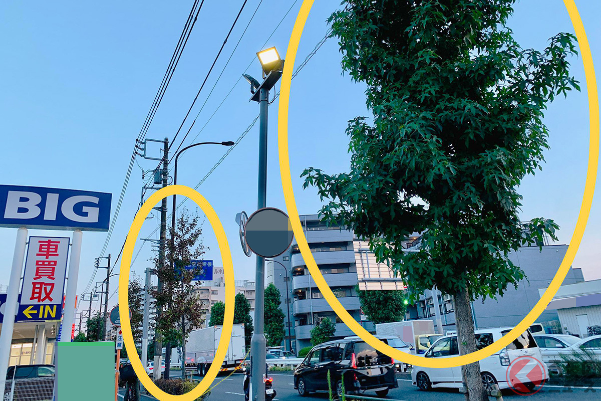 店前の街路樹を勝手に伐採&枯らしていたというが… 実際に都内の店前では葉っぱの付き具合に差があることが分かる。奥が枯れ気味で手前は青々している!(撮影:筆者)