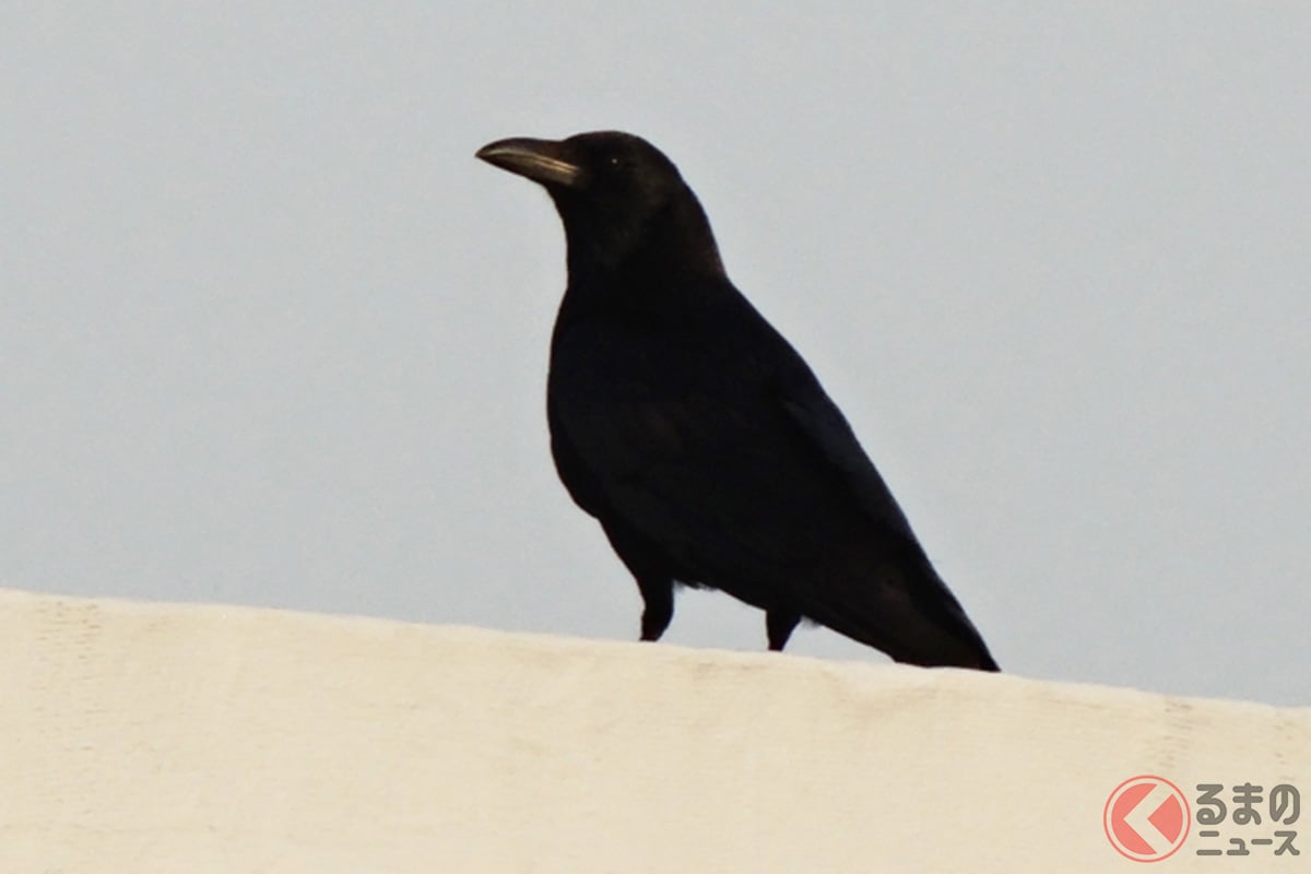 実際にあったカラスによる「クルマの被害」とは(画像はイメージ)