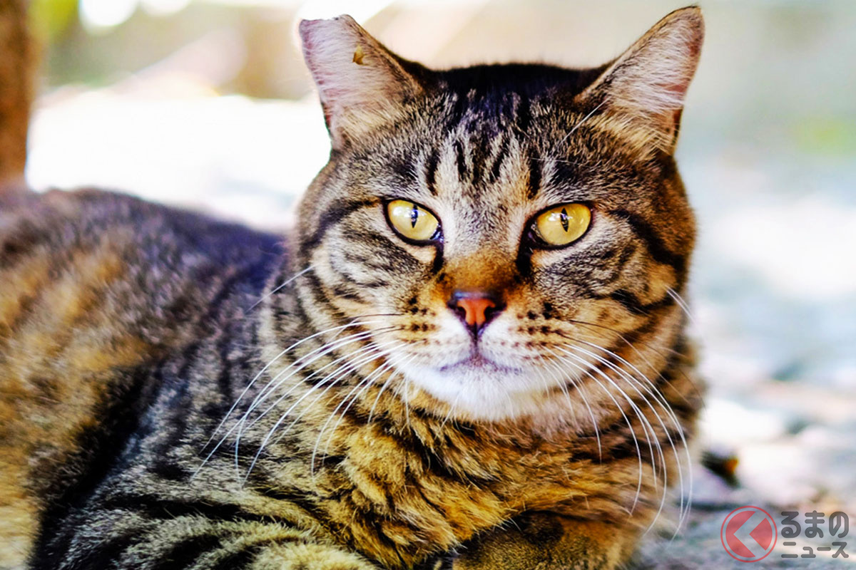 なんで猫はエンジンルームに入っちゃうの?