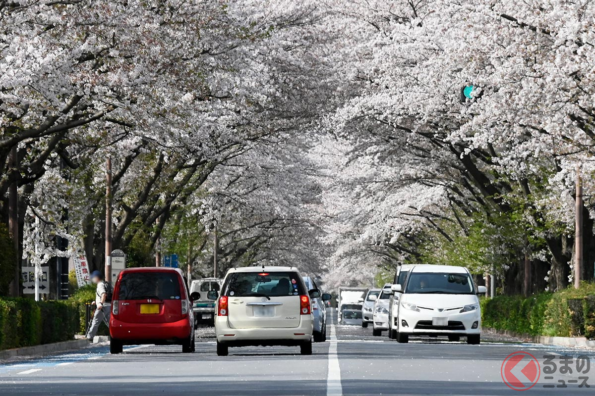 春に気を付けたい運転のポイントは?