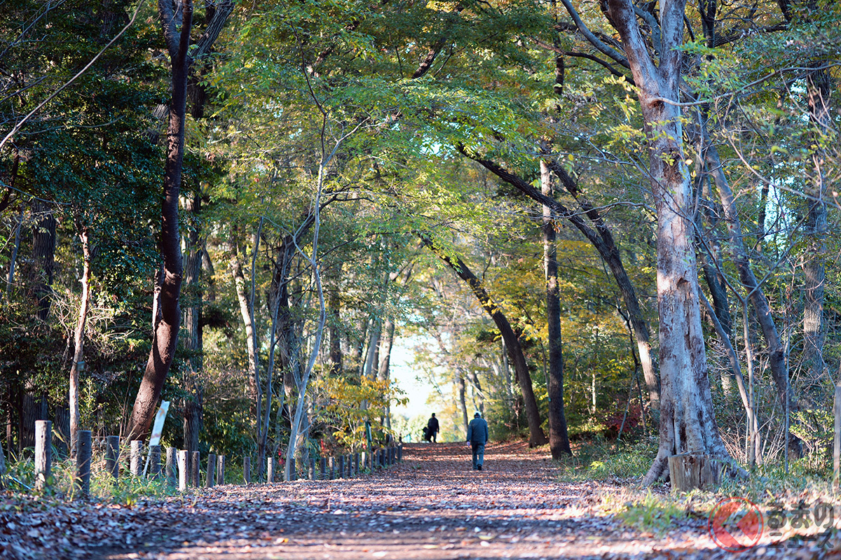 現在も残る「鎌倉街道」の中には森や林を抜けるものも存在する