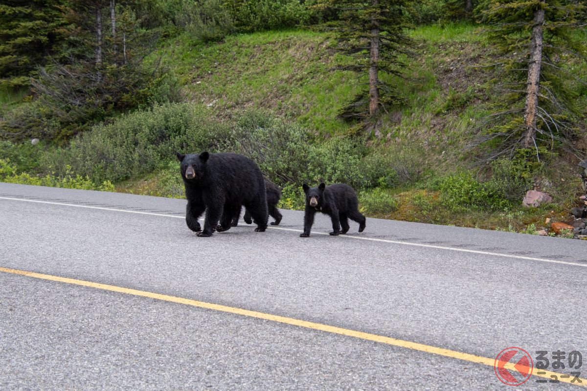 道で熊に遭遇したら、どうしたらいいのだろうか