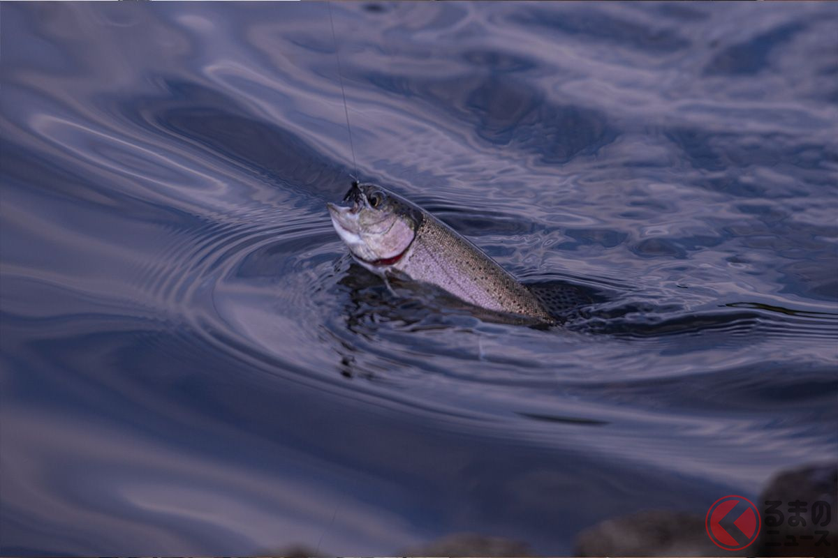 ドライフライにヒットしたレインボートラウト。魚影は濃く、活性もかなり高い管理釣り場の穴場と言えそうです(撮影:下城英悟)