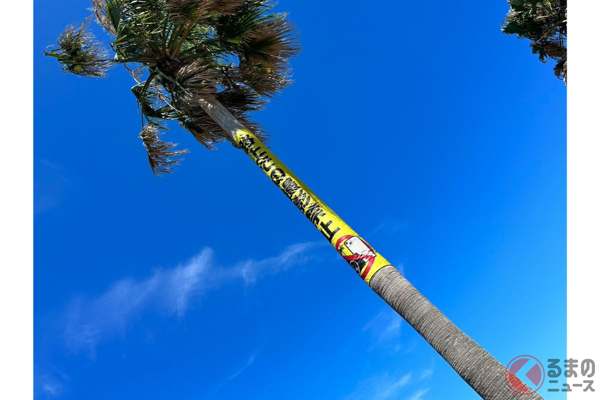 ヤシの木が並ぶのは千葉フォルニアだけじゃない!
