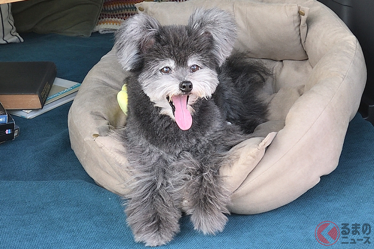 ちょうじゅうろうくん(ポメプー)が出演する「シエンタ」のCMが再放映!