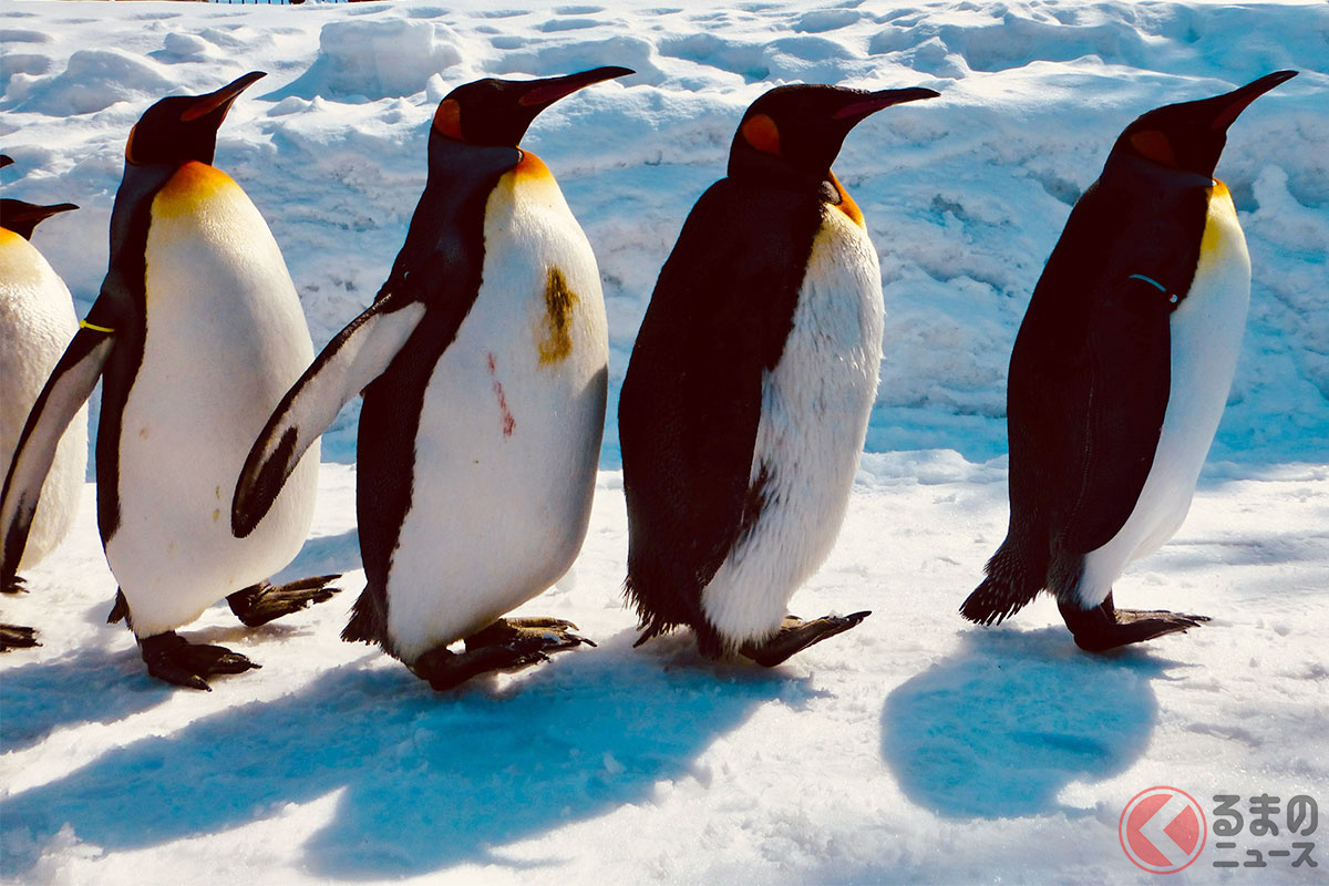 慣れない雪道の歩行は「ペンギン歩き」をイメージして……［画像はイメージです］
