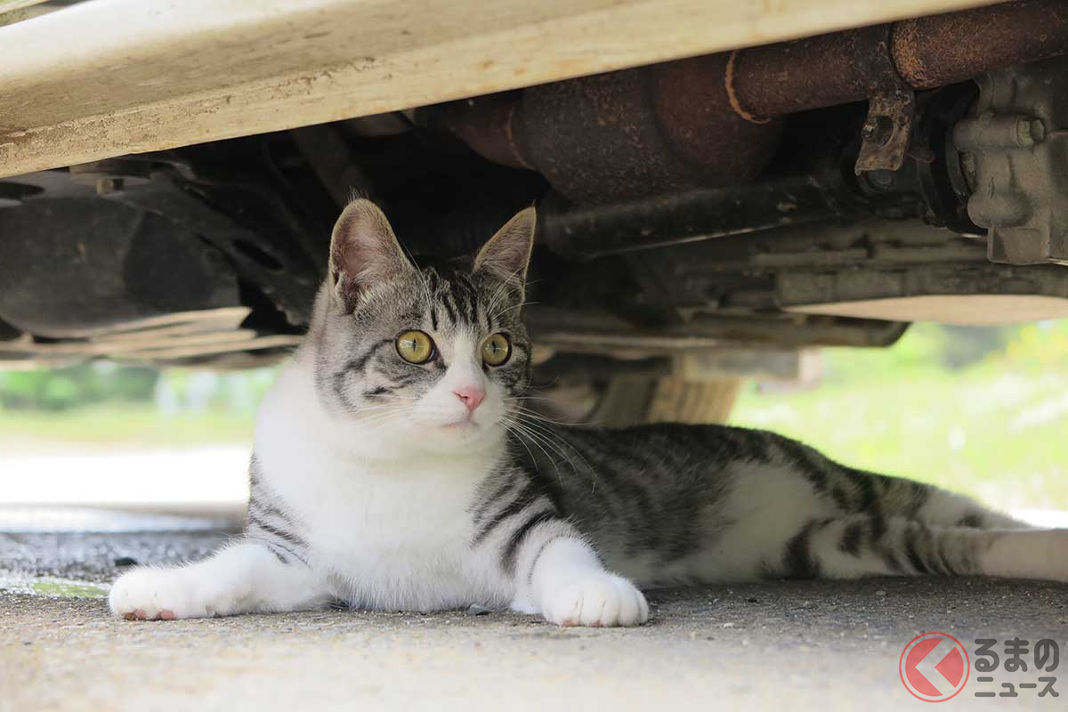 猫は犬より交通事故に遭いやすい