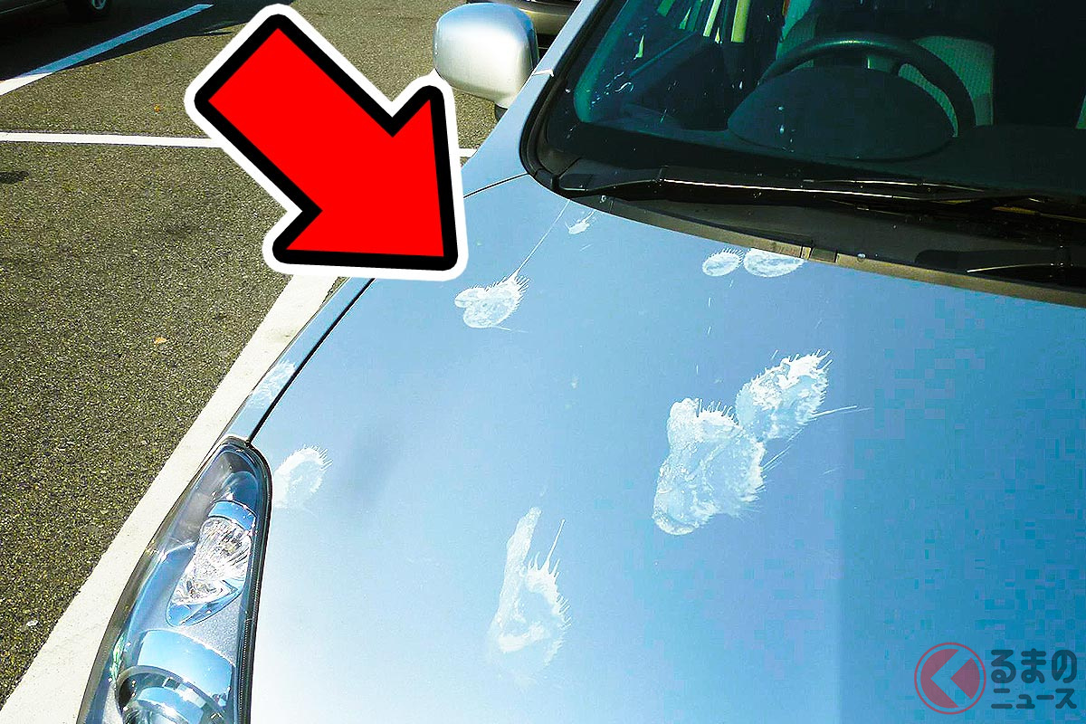 フンが落とされやすい「ボディカラー」とは?