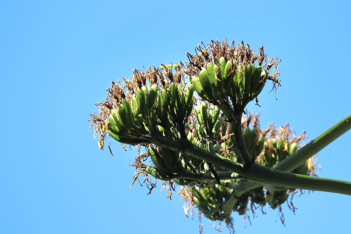 花が咲き終わり、枯れたリュウゼツラン（画像：写真AC）。