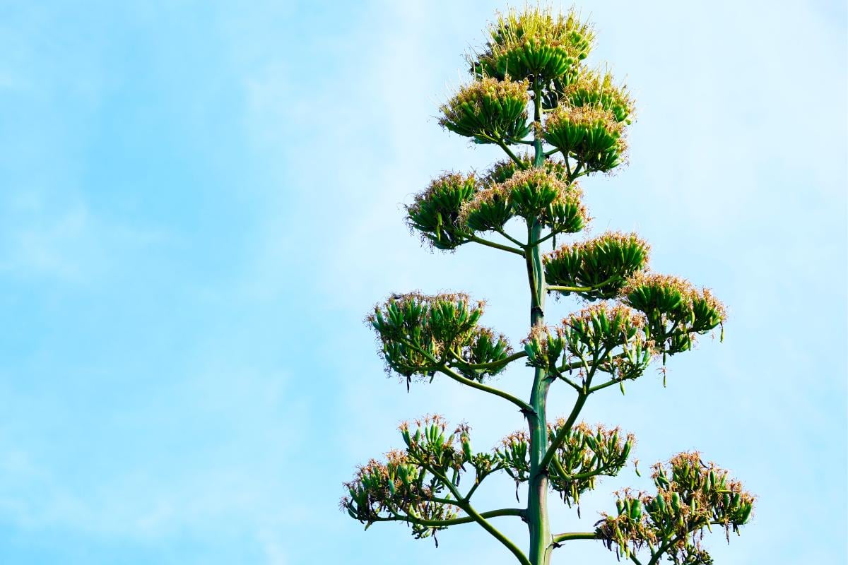 話題になった幻の開花「リュウゼツラン」（画像：写真AC）。