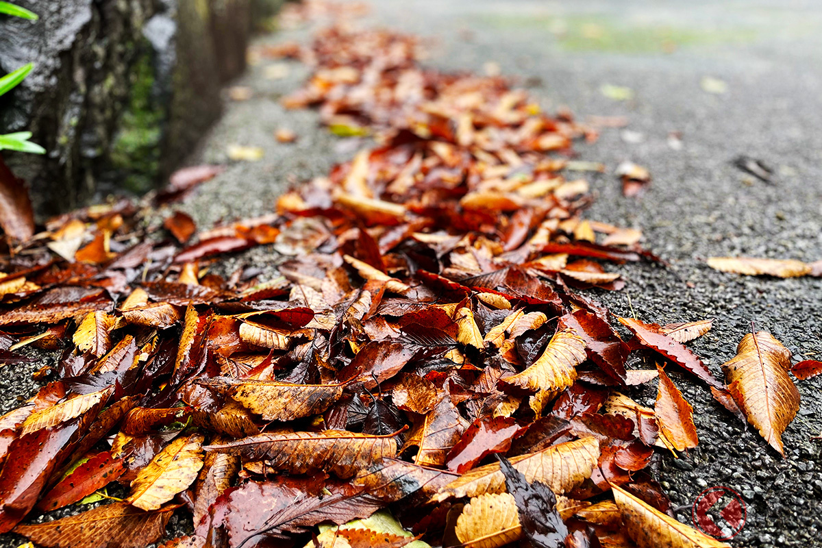 濡れた落ち葉にはとくに要注意!