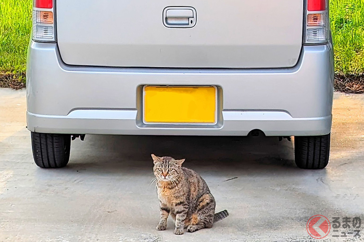 危ニャい!クルマ後方の「死角」に座っているネコ