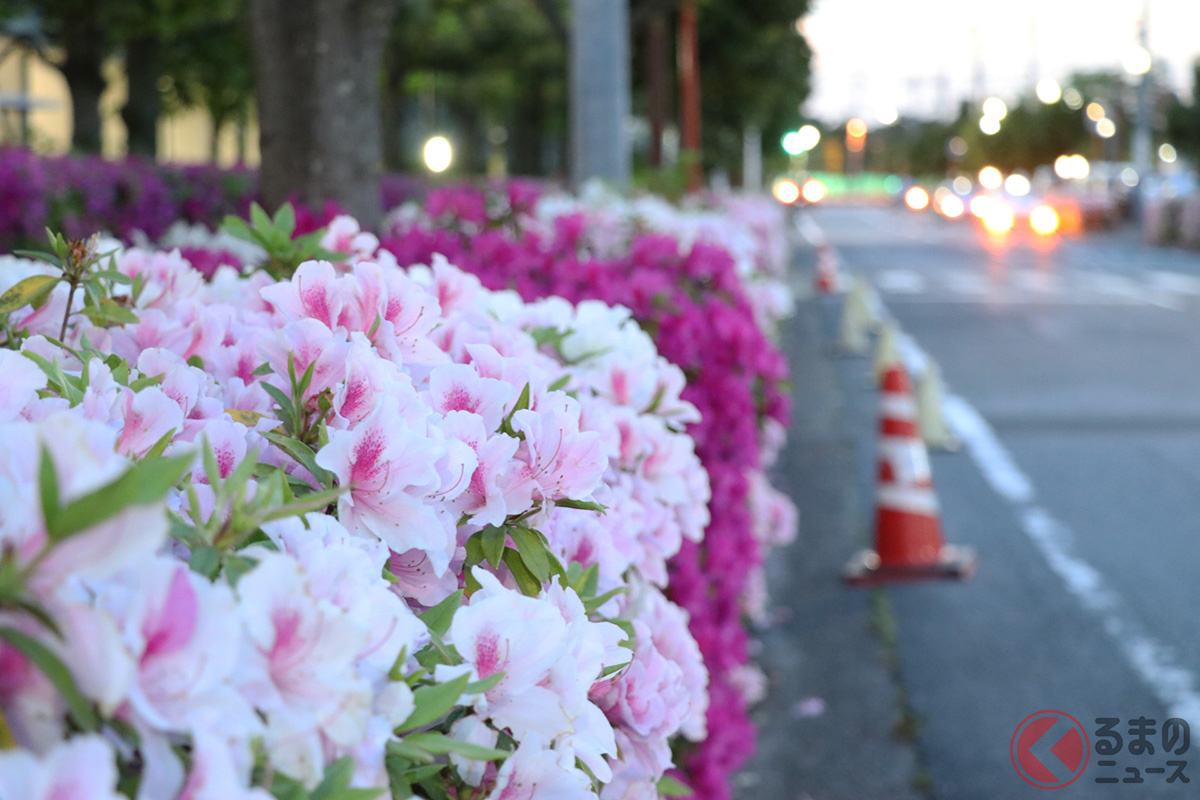 なぜ道路脇には「ツツジ」が多いのか? クレジット作者名表記 : Kana5 / PIXTA(ピクスタ)