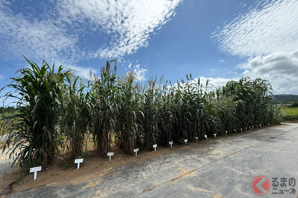 「モロコシ」「タカキビ」とも言われるソルガムが植えられている圃場