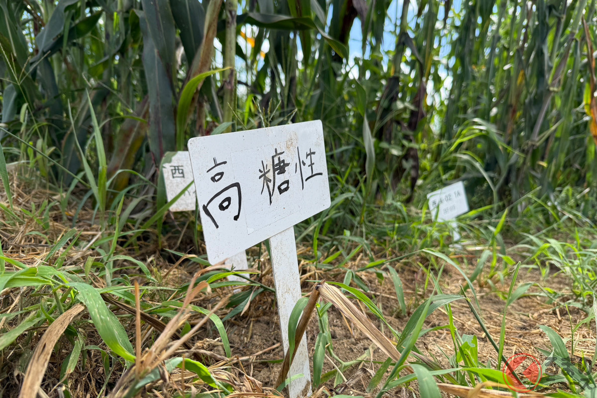 様々な種類や特性を持ったソルガムを育てている