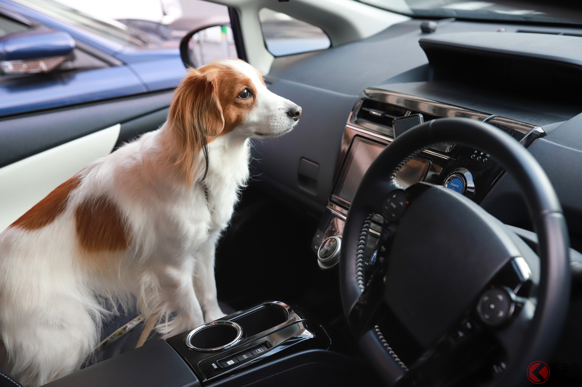 炎天下の車内にペットを放置するのはNG!(画像はイメージ、おでか犬/PIXTA)