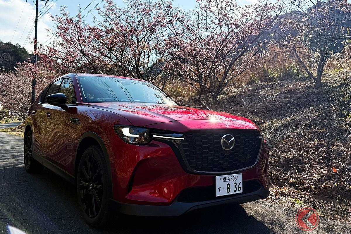 日本一早咲きの桜と言われている「土肥桜」